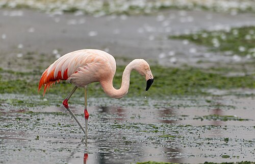 Chilean flamingo